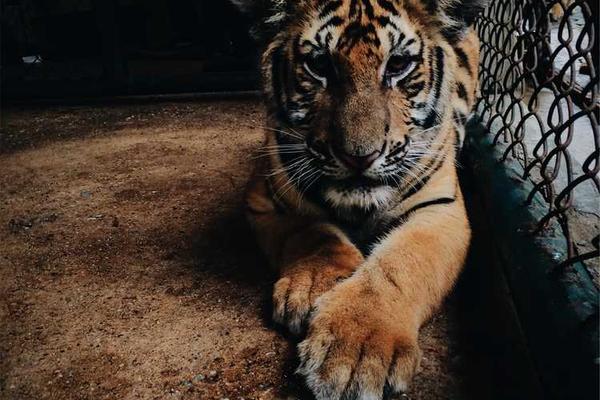 展示指的是在欧美地区概念的视觉内容